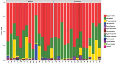 Pelleting of a Total Mixed Ration Affects Growth Performance of Fattening Lambs